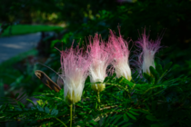 Pink-White Powderpuff Calliandra surinamensis 