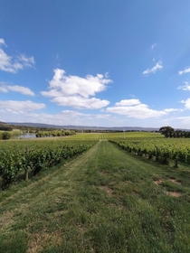 Pinot Noir and Chardonnay in Lancefield Australia