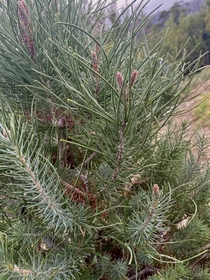 Pinus pinea revisited Last week I posted a living Christmas tree image There was a lively discussion concerning the long and short needles of the tree Was it one or two trees I went back there today to check Heres what I saw