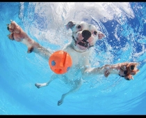 Pitbull getting a ball under water Pc sethcasteel