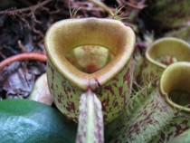 Pitcher plant in Malaysia 