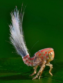 Planthopper - New species of insect found living in the South American Rainforest 