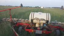 Planting Beans into standing Rye Spraying rye later but may have to roll it too 