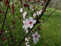Plum Blossom 