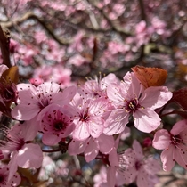 Plum blossoms Prunus Mume