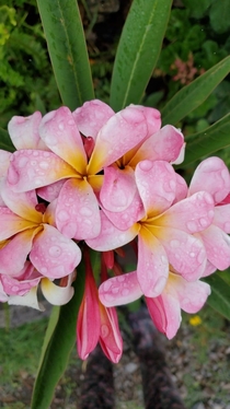 Plumeria flowers taken by my mother this morning in Pachuca Mexico 