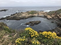 Point Lobos  OC