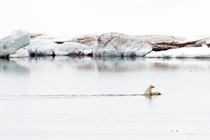 Polar bear cub riding its mother x-post rpics 