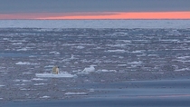Polar bear stranded on Norways Svalbard Archipelago by Marco Gaiotti 