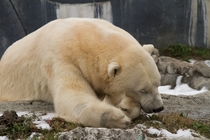 Polar Bear Ursus maritimus  