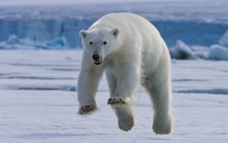 Polar bear Ursus maritimus in mid-leap Spitsbergen Svalbard Archipelago 