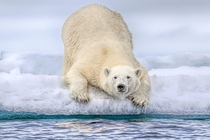 Polar Bear Ursus maritimus on the brink - by Andy Rouse 
