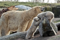 Polar Bear with its two cubs By K Verhulst 