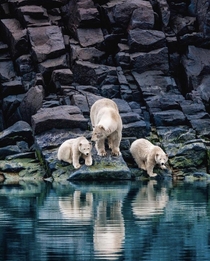 Polar bears in Norway Photo credit to Paul Nicklen