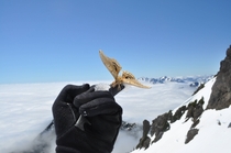 Polyphemus MothAntheraea polyphemus atop the Southeastern Olympic mountains in Washington state by Chaucer 