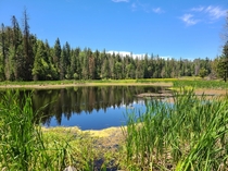 Pond in California 