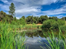 Pond in Summer Northern California Foothills near Sacramento 