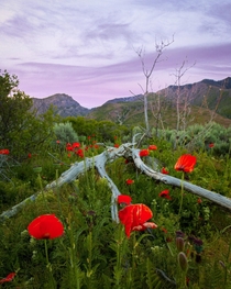 Poppies at sunrise Utah  x IG rondinasnaps