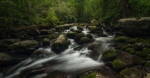 Porters Creek - Great Smoky Mountains National Park 