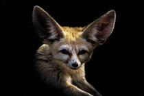 Portrait of a Fennec Fox Ive been working on 