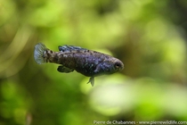 Portrait of a non-breeding male Everglades pygmy sunfish Elassoma evergladei When breeding these males turn jet black with prominent metallic blue markings visible on this specimen This species is very common in the wild and occurs in south-eastern United