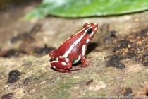 Portrait of an Anthonys poison arrow frog These little guys dont grow much bigger than  cm in length yet their skin can produce an alkaloid substance that is used by medical researchers as a painkiller  times more potent than morphine 