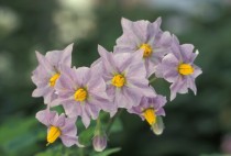 Potato Flowers 