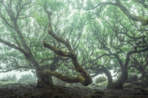 Pouring rain didnt stop me from shooting these tentacle trees in Madeira Portugal x