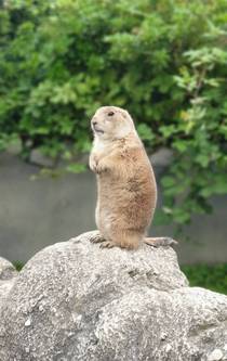 Prairie dog posing at the local zoo 