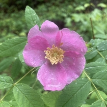 Prairie rose spotted on a rainy day in Montana 