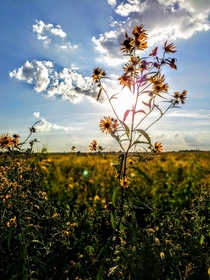 Prairie Sunflowers at the Midewin National Tallgrass Prairie in Illinois 
