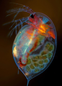 Pregnant Daphnia magna small planktonic crustacean Image Credit  Marek Mi