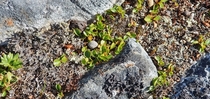 Presenting to you the worlds tiniest tree the Dwarf Willow Can be up to  cms tall OC  x  Norway