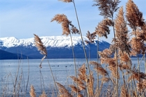 Prespa Lake in winter 
