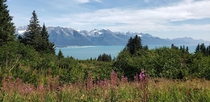 Pretty spectacular view with the fireweed and mountains Seward ak   x 