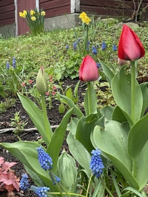 Primary colors popping on a cloudy day  tulip grape hyacinth daff