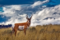 Pronghorn Deer Photo credit to David Mark