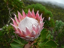 Protea Cynaroides on Table Mountain South Africa 