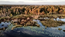 Protected Wetlands of Carney Island Fl December  