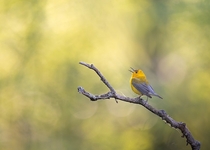 Prothonotary Warbler sings as evening sunlight illuminates the foliage behind it Photo credit to Tony Barsotti