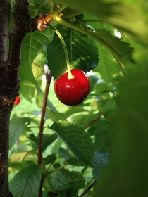 Prunus avium - Cherry tree ready for harvest 