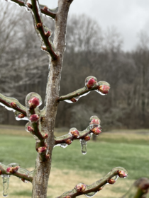 Prunus Mume Buds Encased in Ice 