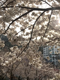 Prunus Speciosa-Cherry Blossom Tree in Busan South Korea February  