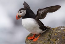 Puffin in Iceland 