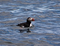 Puffin in the water by Bird Islands Nova Scotia 