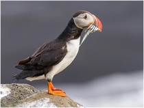 Puffin perched on a rock 
