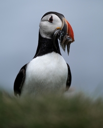Puffin with the days catch Photo credit to Erik Nielsen