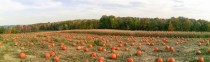pumpkin pickin in PA  OC