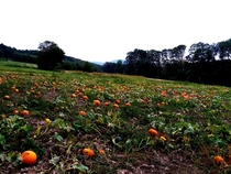 Pumpkins field in Austria 
