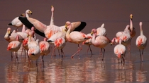 Puna Flamingos Phoenicoparrus jamesi in Laguna Colorada Bolivia 